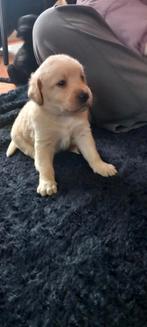 Labradoodle f3 x Labrador zwart blond Doodle poodle, Dieren en Toebehoren, Overige rassen, CDV (hondenziekte), 8 tot 15 weken