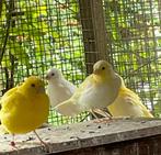 Five Fancy Kanaries, Dieren en Toebehoren, Vogels | Kanaries, Geslacht onbekend, Kleurkanarie