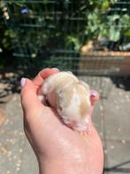 Japanner split minilop rammetje🩵, Dieren en Toebehoren, Konijnen, Mannelijk, Dwerg