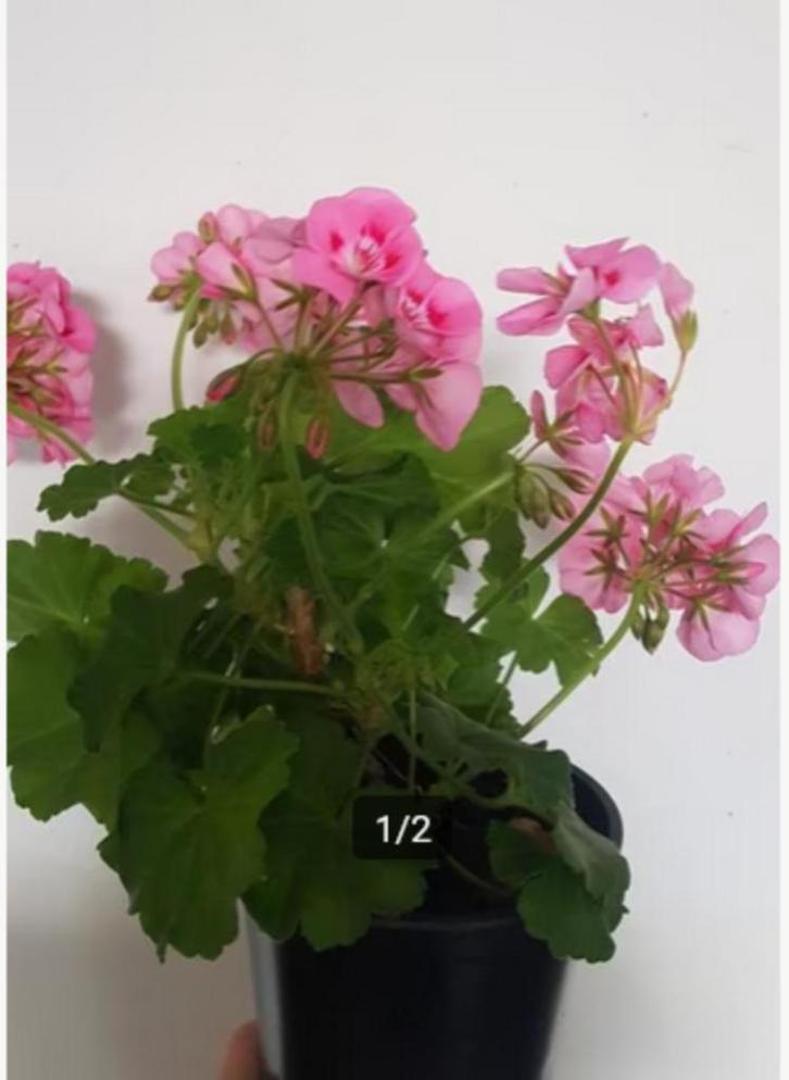 Geranium uit Kroatie ! Alsof je altijd op vakantie bent), Huis en Inrichting, Kamerplanten, Overige soorten, Minder dan 100 cm
