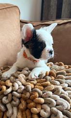 Fransebulldog , Teefjes , Zeer mooi Zeer mooie neus !!, 8 tot 15 weken, Teef, Bulldog, Meerdere