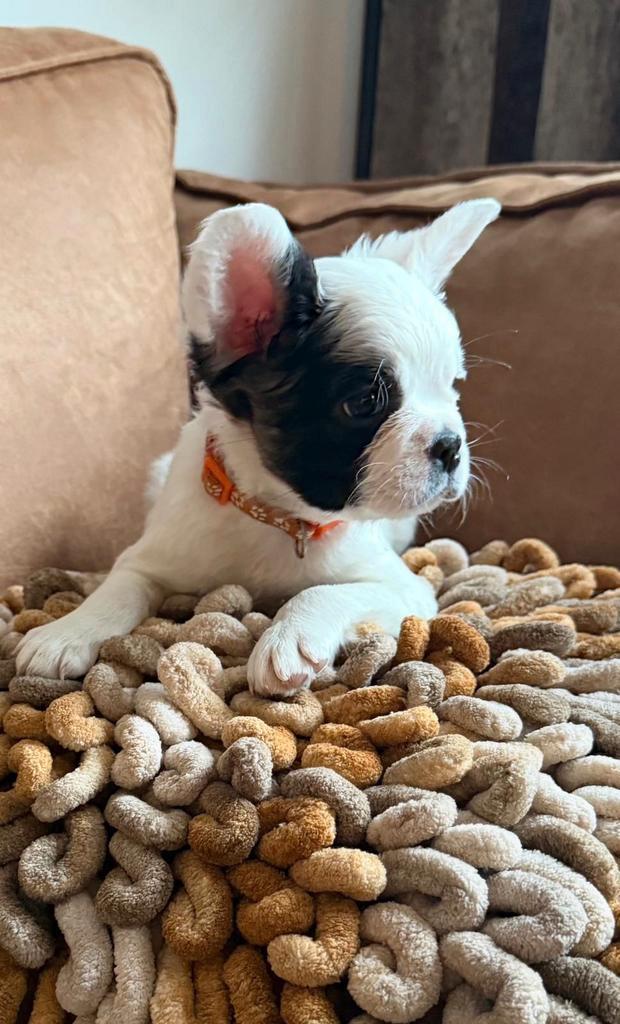 Fransebulldog , Teefjes , Zeer mooi Zeer mooie neus !!, Dieren en Toebehoren, Honden | Bulldogs, Pinschers en Molossers, Teef
