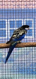Browns rosella man, Dieren en Toebehoren, Mannelijk, Parkiet, Geringd