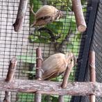 Napoleon wevers, Dieren en Toebehoren, Vogels | Overige Vogels, Vrouwelijk, Tropenvogel, Geringd