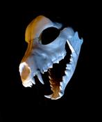 Fursuit 3D print servese, Hobby en Vrije tijd, Kostuums, Theaterbenodigdheden en LARP, 7586av, Kibacreations, Nieuw, Kibacreations@outlook.com