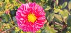 Dahlia knol, Tuin en Terras, Bloembollen en Zaden, Ophalen of Verzenden, Volle zon, Knol