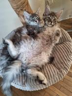 Stamboom Maine Coon kittens  mogen gaan verhuizen, Meerdere dieren
