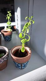 Mother of Thousands, Huis en Inrichting, Kamerplanten, Vetplant, Minder dan 100 cm, Groene kamerplant, Halfschaduw