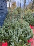 Kerstbomen te koop, Tuin en Terras, Planten | Bomen, Ophalen of Verzenden, Zomer, Volle zon, Overige soorten
