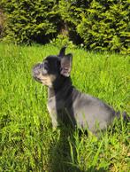 💙 Super knappe franse bulldog pup lilac tan reu 💙, Dieren en Toebehoren, Honden | Bulldogs, Pinschers en Molossers, CDV (hondenziekte)
