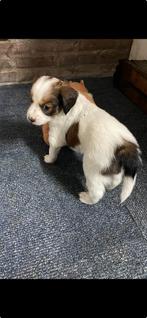 Zuiverre kooiker pup reutje .Leuk kerst cadeautje, Dieren en Toebehoren, Honden | Niet-rashonden, Rabiës (hondsdolheid), 8 tot 15 weken