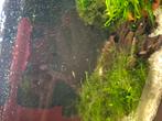 Baby platy's gratis, Dieren en Toebehoren, Zoetwatervis