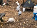 4 parelhoenders, Dieren en Toebehoren, Pluimvee, Meerdere dieren, Overige soorten