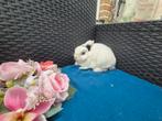 Mooi lief Mini kleurdwergje rammetje, Dieren en Toebehoren, Konijnen