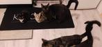 Lieve Kittens!  Zoeken families / Cyprus Europese kort haar, Kortharig, Meerdere dieren, 0 tot 2 jaar