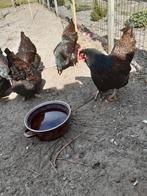 Broedeieren van dubbelgezoomde Barnevelder., Dieren en Toebehoren, Pluimvee, Geslacht onbekend, Kip