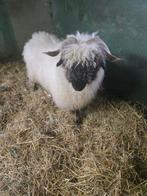Prachtige ooi walliser schwarznase, Dieren en Toebehoren, Schapen, Geiten en Varkens, Vrouwelijk, Schaap