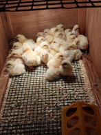 Kuikens Poule de Bresse - zónder medicijnen!, Meerdere dieren, Kip