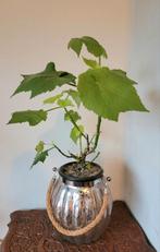 Kamerlinde in decoratief windlicht., Ophalen, Halfschaduw, Minder dan 100 cm