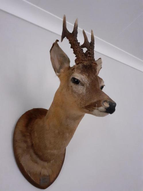 Mooie, robuuste opgezette reeënkop (met schild), Verzamelen, Dierenverzamelingen, Gebruikt, Opgezet dier, Hert, Ophalen of Verzenden