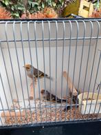 Putter x kanarie mannen, Dieren en Toebehoren, Vogels | Overige Vogels, Mannelijk