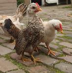 3 Serama haan kuikens, gratis, Dieren en Toebehoren, Pluimvee, Mannelijk, Kip