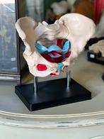 Anatomisch model bekken, geboortekanaal vrouw, Ophalen of Verzenden