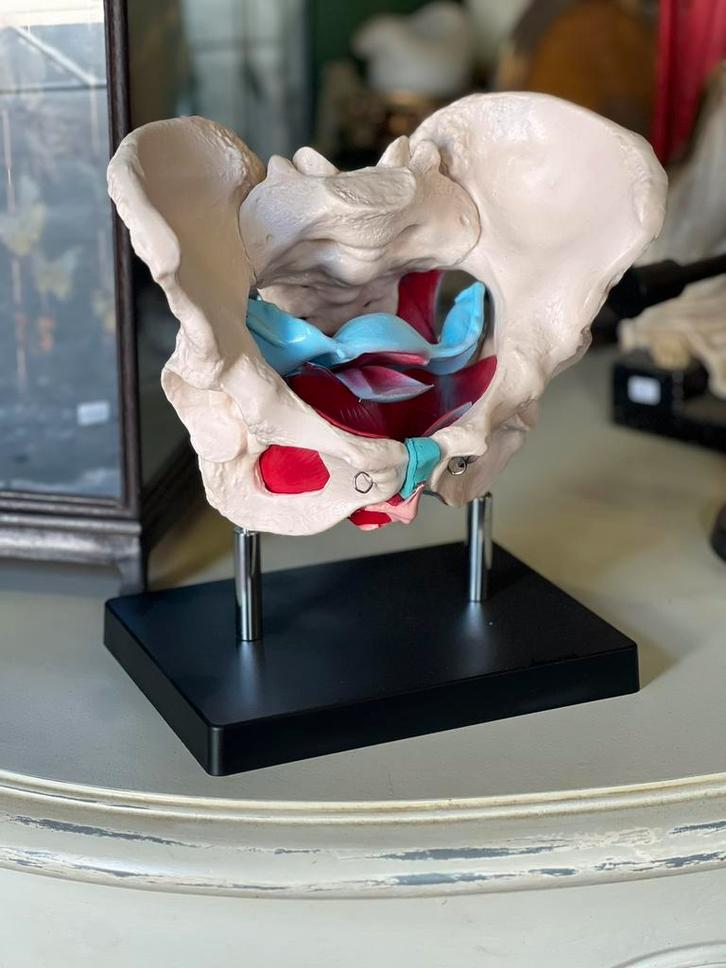 Anatomisch model bekken, geboortekanaal vrouw, Antiek en Kunst, Curiosa en Brocante, Ophalen of Verzenden