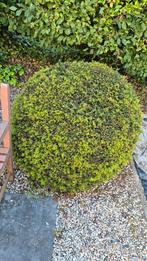 Taxus baccata bol D90-100 cm x2, Tuin en Terras, Planten | Struiken en Hagen, Ophalen, Taxus