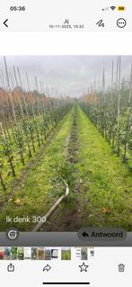 100-150 rechten laurier met bamboe €5, Tuin en Terras, Planten | Struiken en Hagen, Ophalen of Verzenden, Bamboe