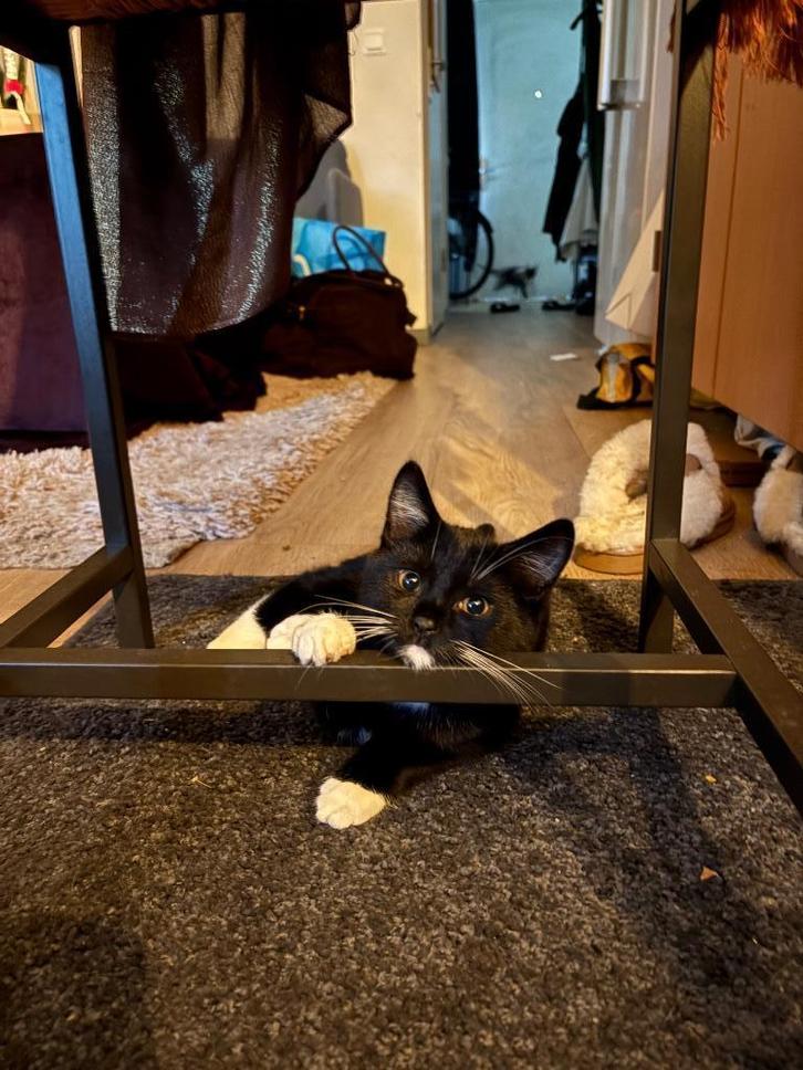 Kitten te koop, Dieren en Toebehoren, Katten en Kittens | Raskatten | Korthaar, Kater, 0 tot 2 jaar