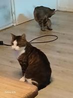 Tekoop, Meerdere dieren
