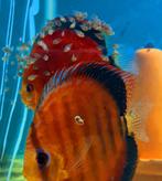 DISCUS RED COVER BLUE RIM/CURIPERA JONGEN CIRCA 8/10 CM, Dieren en Toebehoren, Vissen | Aquariumvissen