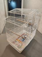 Valkparkieten met koeien, Dieren en Toebehoren, Meerdere dieren, Parkiet