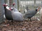 Parelhoenders | Jonge dieren | Passend advies, Dieren en Toebehoren, Pluimvee, Meerdere dieren, Kip