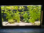 Aquarium met alle toebehoren, Dieren en Toebehoren, Ophalen of Verzenden, Gebruikt, Leeg aquarium