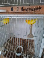 Mooi kweek koppel intensief geel, Dieren en Toebehoren, Vogels | Kanaries, Meerdere dieren, Kleurkanarie