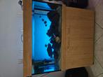 Aquarium met kweek koppel, Vis