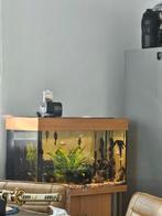 Juwel Aquarium Rio led 125 met onderkast en accessoires, Ophalen, Zo goed als nieuw, Gevuld zoetwateraquarium