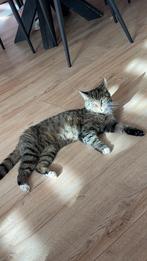 Poes zoekt nieuw rustig huisje, Dieren en Toebehoren, Katten en Kittens | Raskatten | Korthaar, Poes, Gechipt