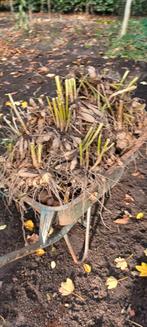 Dahlia knollen., Tuin en Terras, Ophalen, Volle zon, Knol