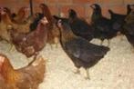 Barnevelder kippen., Dieren en Toebehoren, Pluimvee, Kip, Vrouwelijk