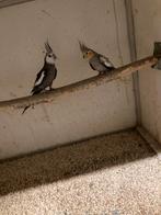 Valkparkieten, Dieren en Toebehoren, Mannelijk, Parkiet