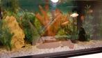 Juwel aquarium gevuld, Ophalen, Zo goed als nieuw, Gevuld zoetwateraquarium