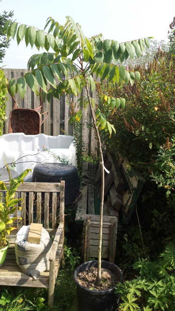 Zwarte Walnoot / Juglans Nigra, Tuin en Terras, Planten | Bomen, Overige soorten, 100 tot 250 cm, Volle zon, Bloeit niet, In pot