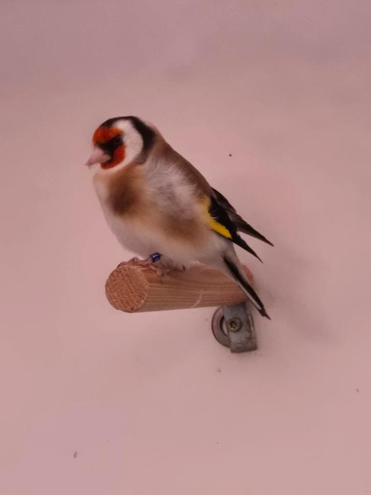 Putter man, Dieren en Toebehoren, Vogels | Kanaries, Bastaard, Mannelijk