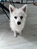 Leo zoekt nieuwe baasje, Dieren en Toebehoren, Honden | Poolhonden, Keeshonden en Oertypen, Keeshond, Reu, Eén hond, Nederland