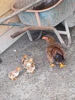 Wyandotte met 4 kuikens, Dieren en Toebehoren, Ophalen of Verzenden, Nieuw, Drinken en Voederen
