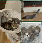 Britse korthaar kittens met stamboom, Dieren en Toebehoren, Katten en Kittens | Raskatten | Korthaar, Meerdere dieren, Ontwormd