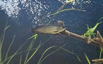 Jardini scleropages (arowana) beschikbaar voor biedingen
